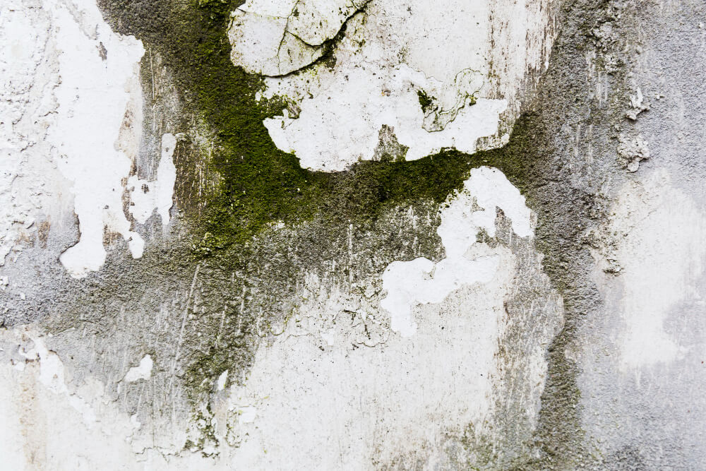  Mold Growth and Foundation Cracks