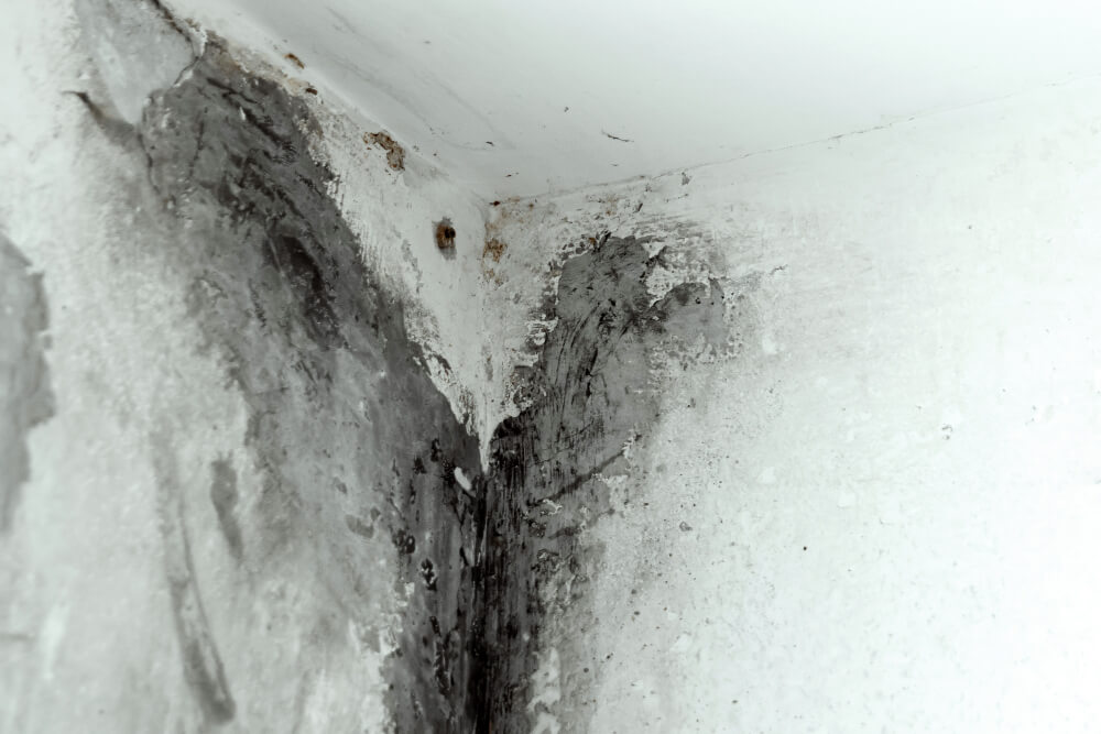 mold